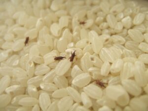米　虫　食べれる,米　虫　食べれる　対処法